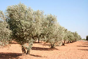 olivar sequia
